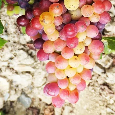 La Pedrera Διαμέρισμα *